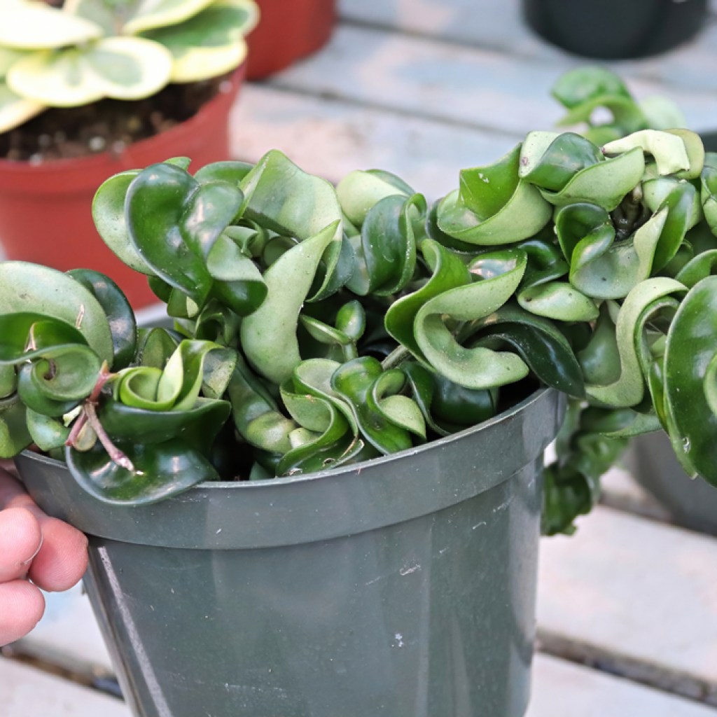 hoya compacta being held