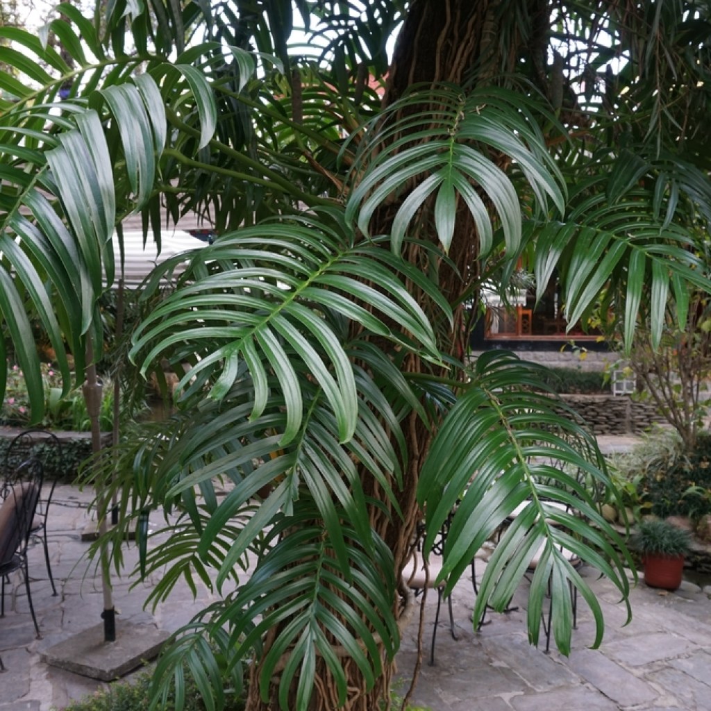 Rhaphidophora decursiva