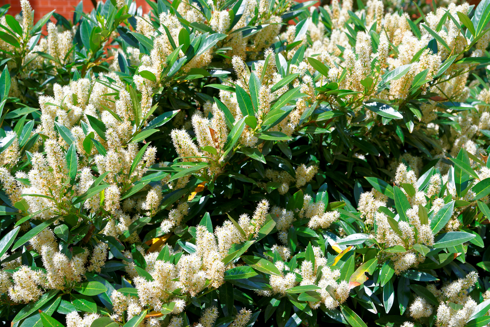 Itea Sweetspire