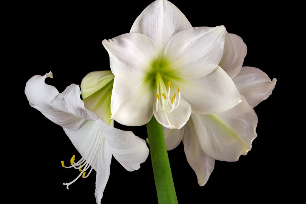 White amaryllis