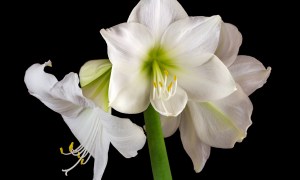 White amaryllis