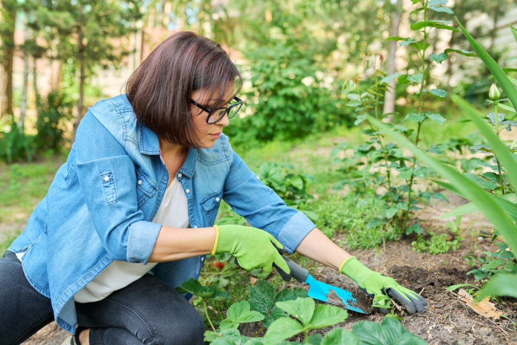 A person kneeling in a garden, removing a plant with a shovel