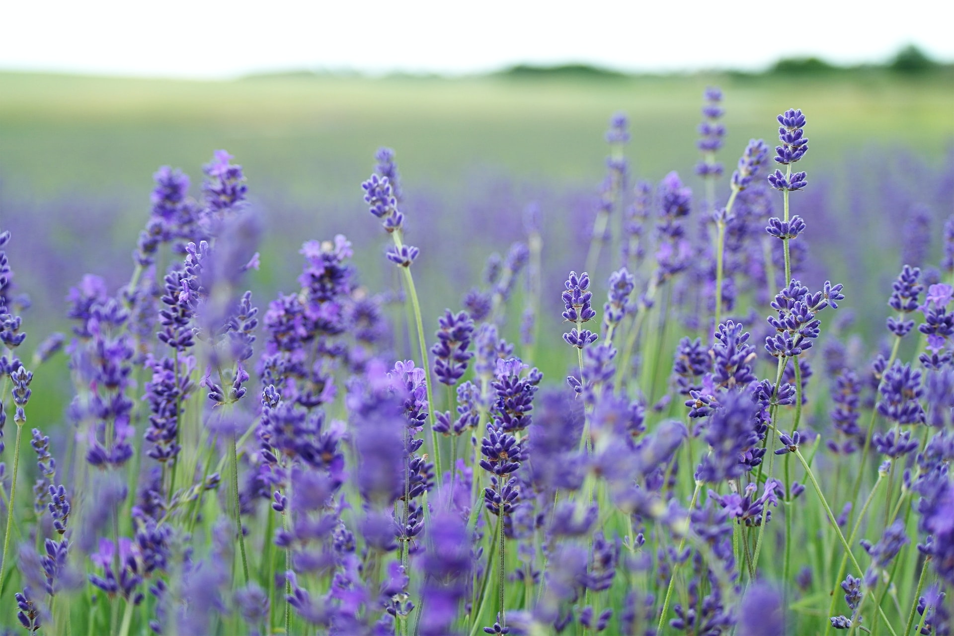 The DroughtTolerant Plants That Can Thrive Next to Lavender HappySprout