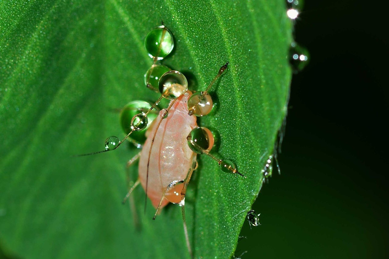 A close-up of an aphid biting a leaf