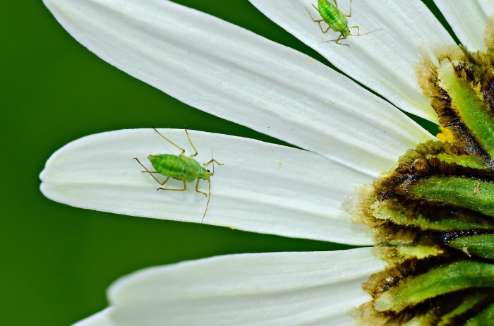 Aphids on the petals of a daisy