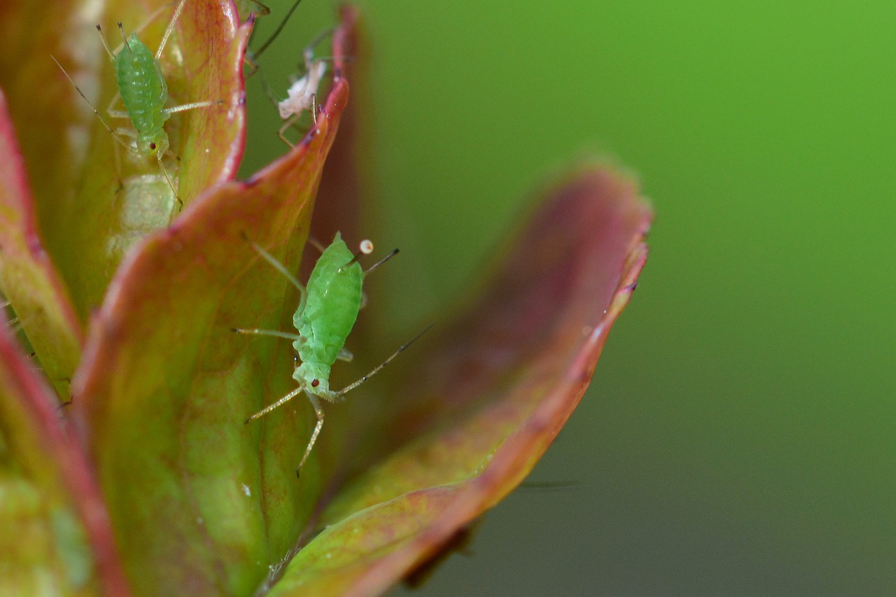 An aphid on the petals of a rose that isn't fully open