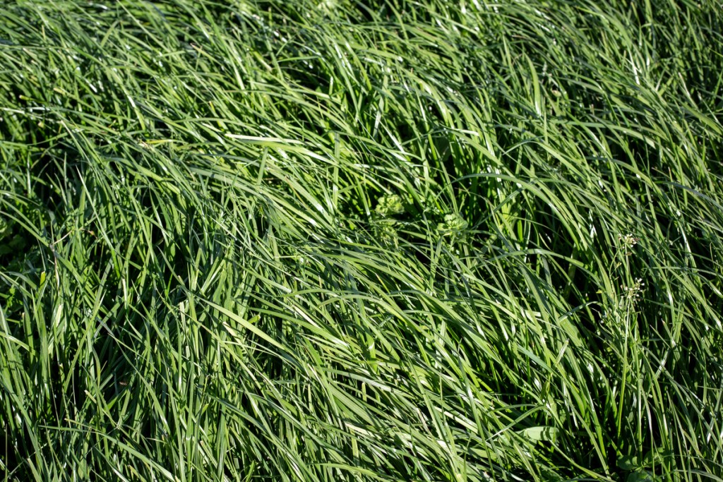 Tall Fescue Grass Care And Growing Guide HappySprout tall-fescue-grass-care-and-growing-guide-happysprout