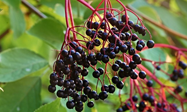 A cluster of black elderberries on red stems