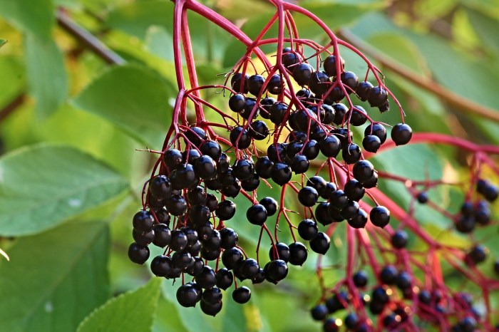 A cluster of black elderberries on red stems