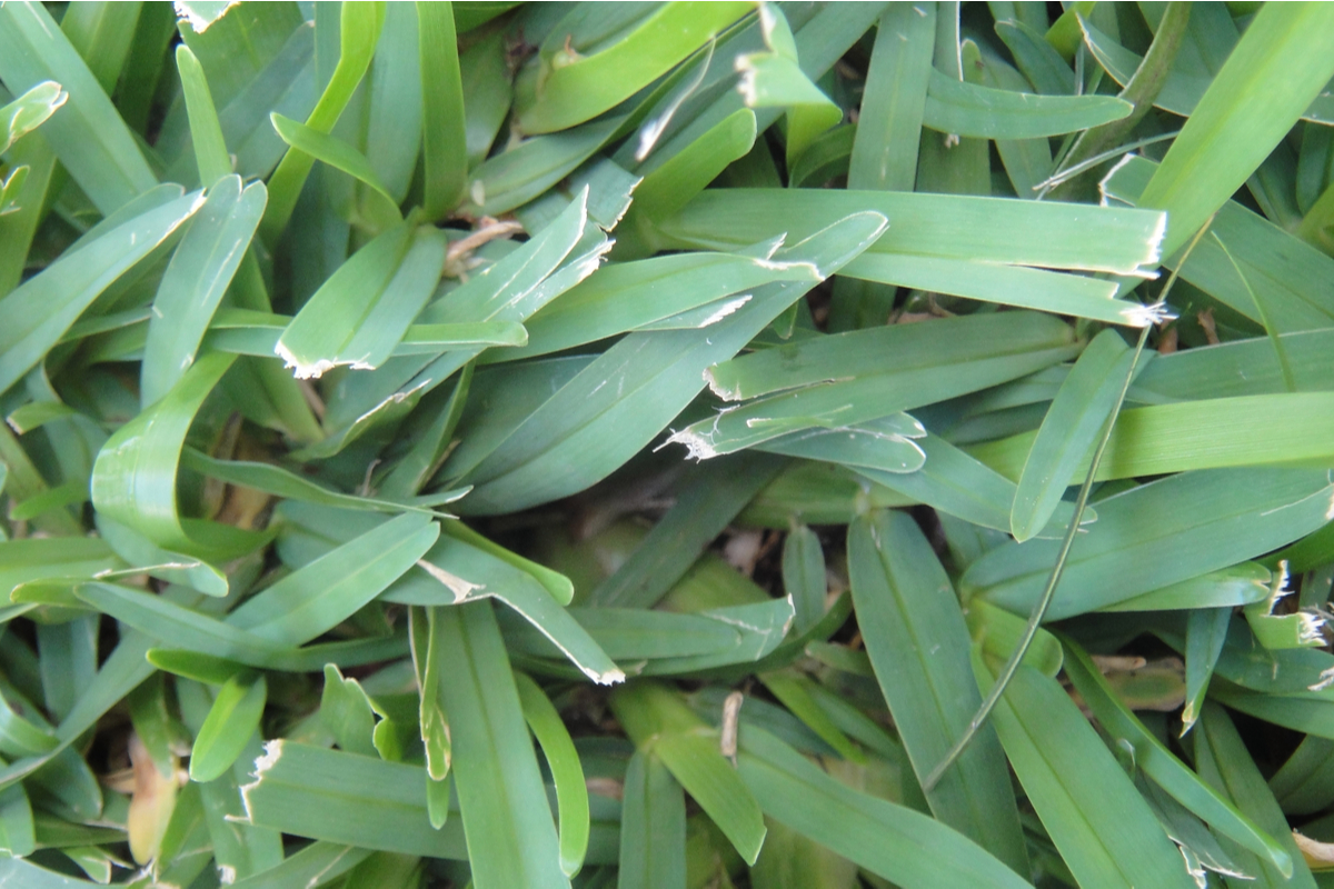 Centipede Grass Maintenance And Planting Tips HappySprout Centipede Grass Maintenance And Planting Tips HappySprout