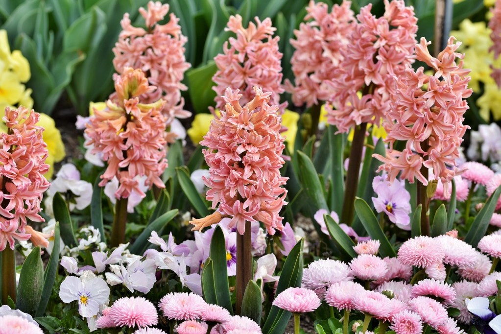 A row of light coral-colored hyacinths in a garden with other light pink flowers