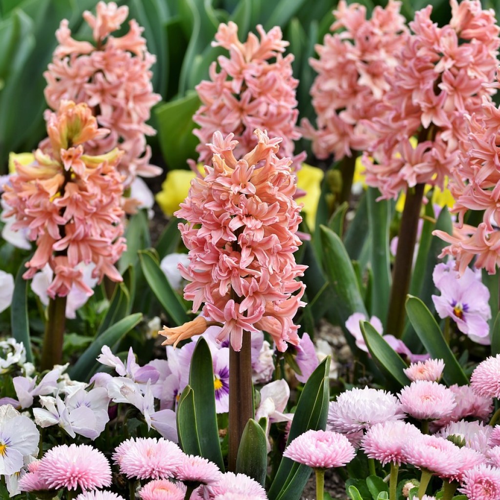 A row of light coral-colored hyacinths in a garden with other light pink flowers
