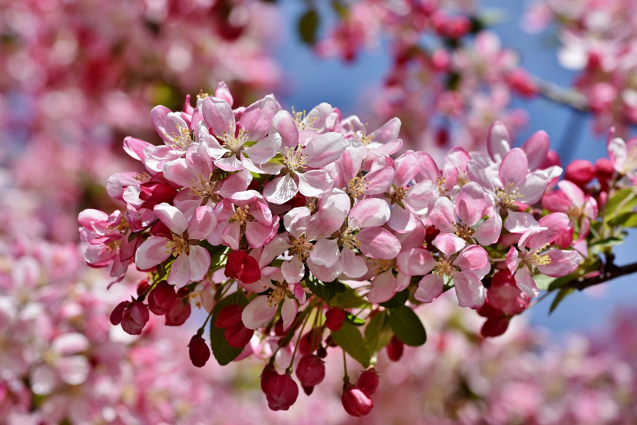 A branch of a crabapple tree in full bloom