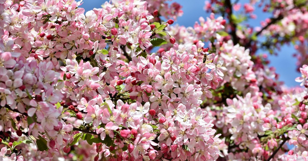Crabapple Trees Guide: How to Care for 4 Seasons of Beauty | HappySprout