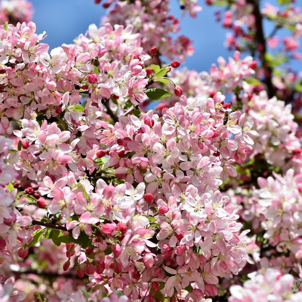 Crabapple tree in bloom