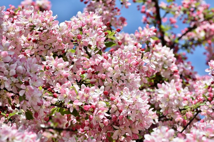 Crabapple tree in bloom