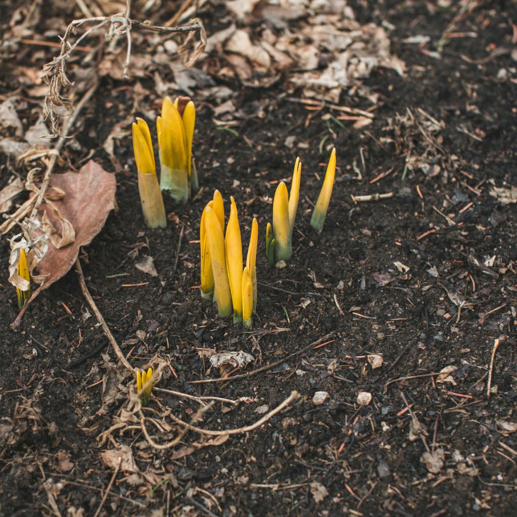 Daffodils poking out from the ground