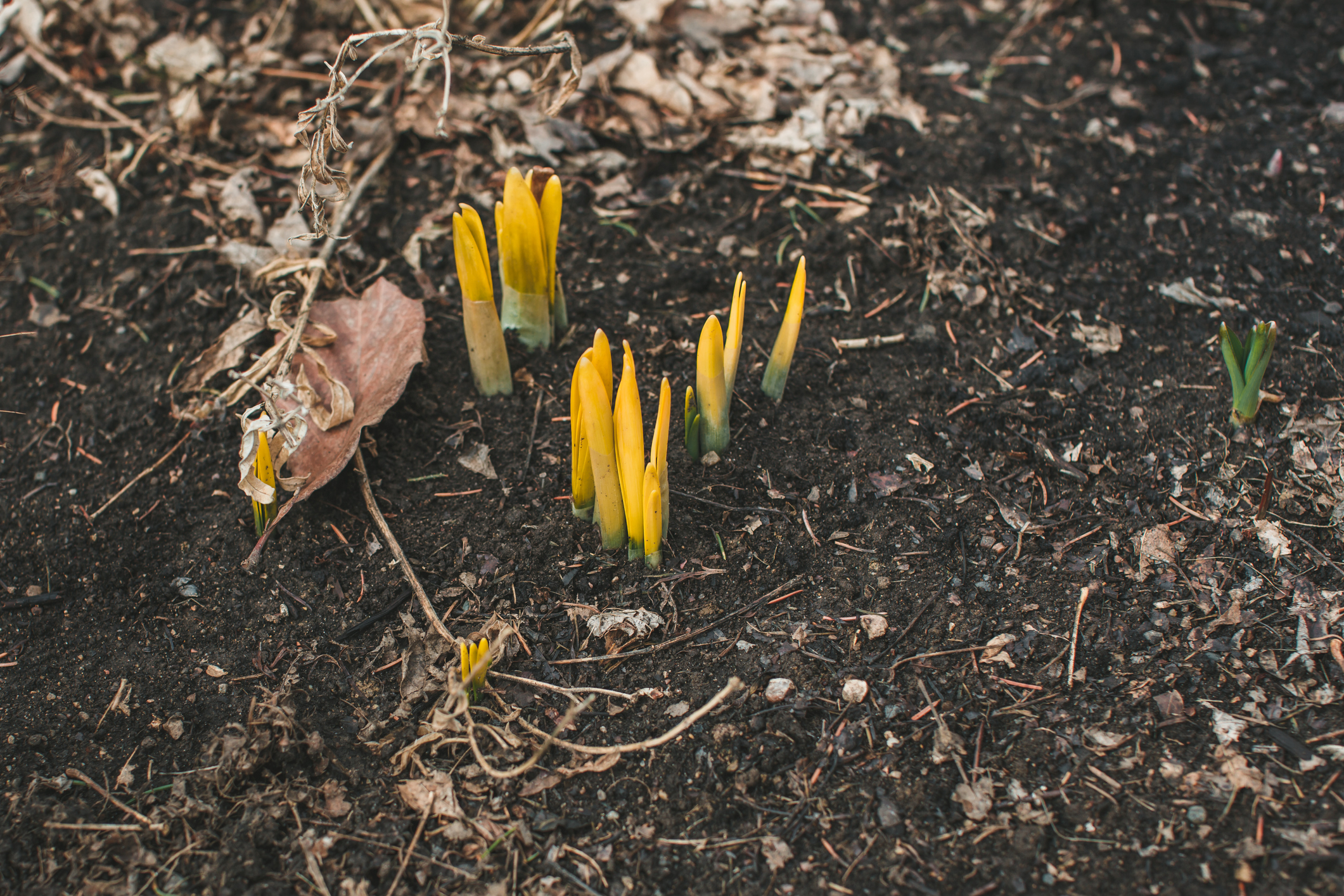 Daffodils poking out from the ground