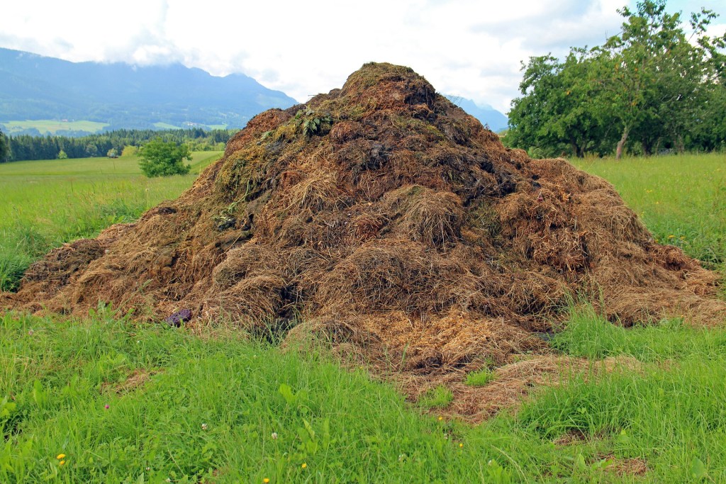 Mound of compost
