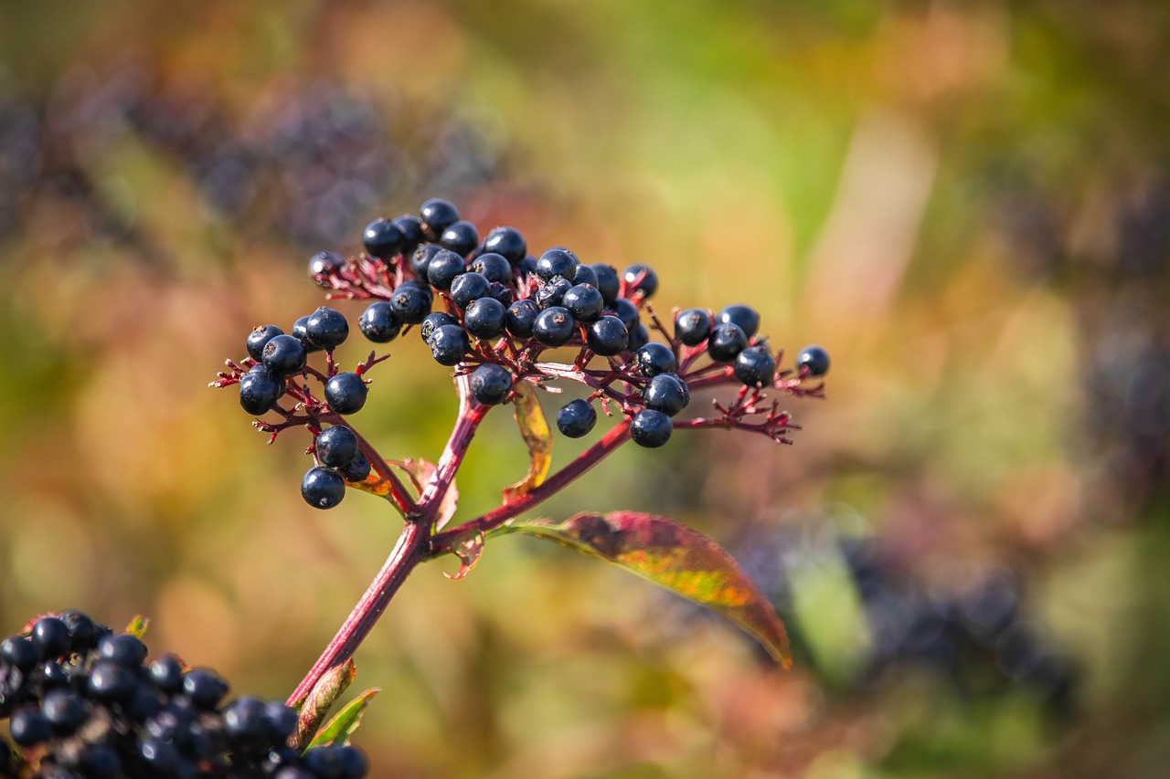 A red stem with several dark elderberries on it