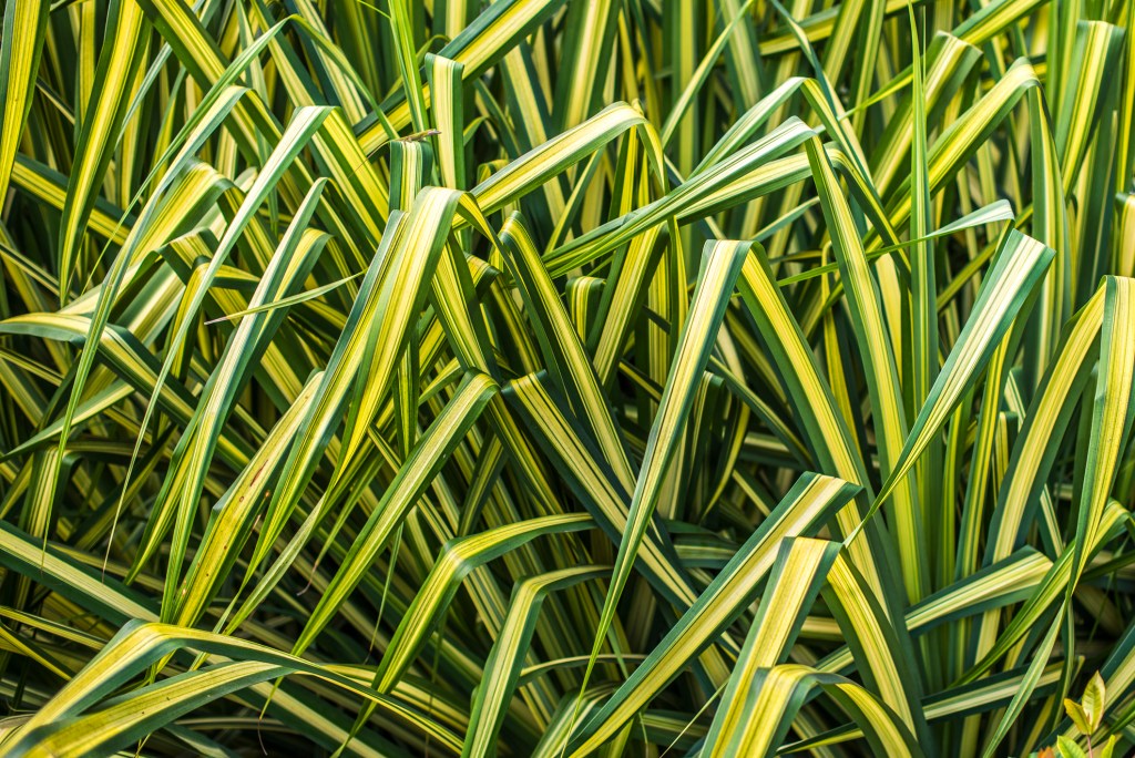 Evergold carex grass