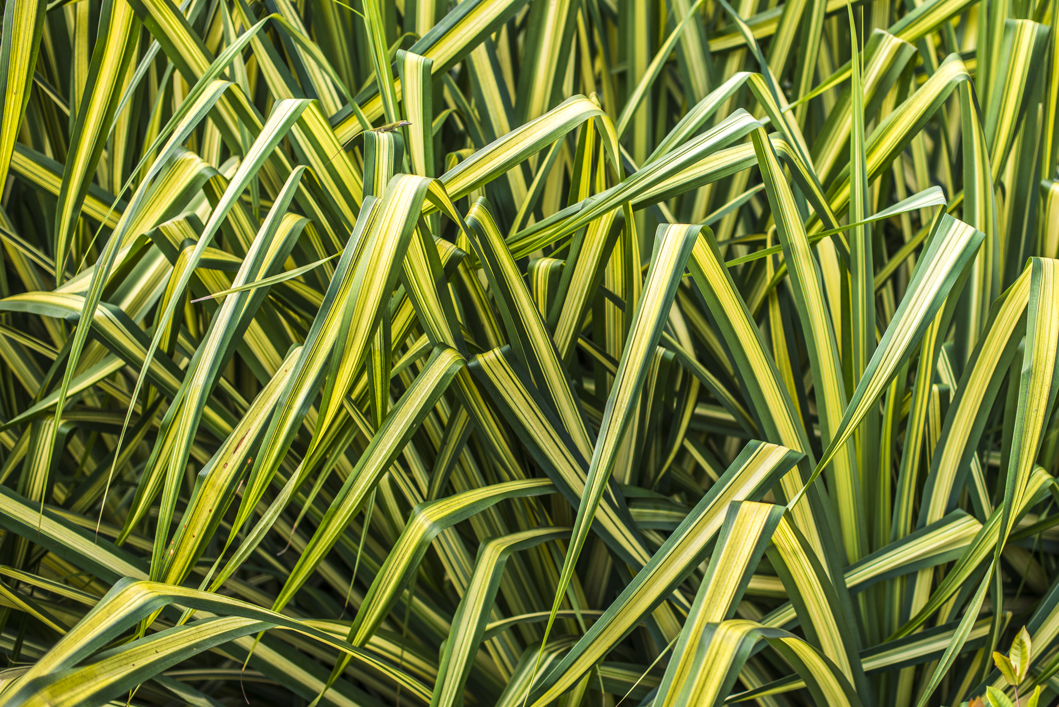 Evergold carex grass