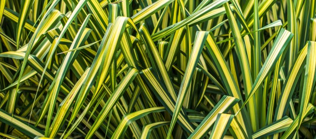 Evergold carex grass