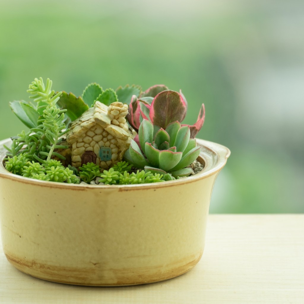 A small pot with a tiny house plant and succulents