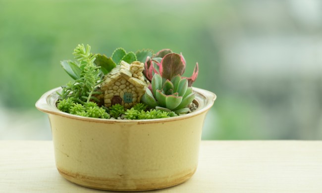 A small pot with a tiny house plant and succulents