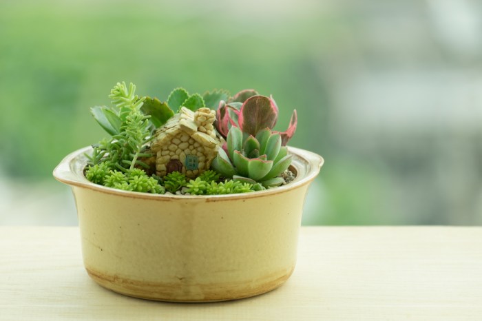 A small pot with a tiny house plant and succulents