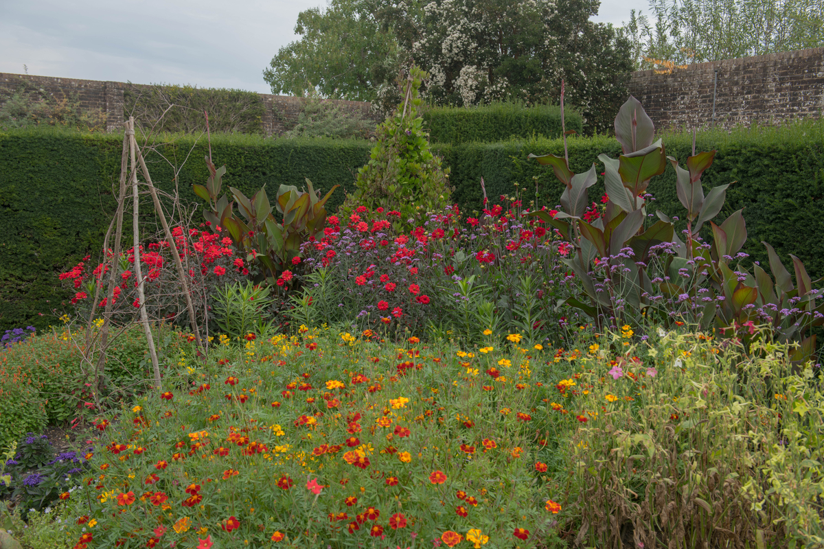 A garden of wildflowers and small shrubs