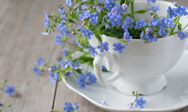 Forget-me-nots in a cup