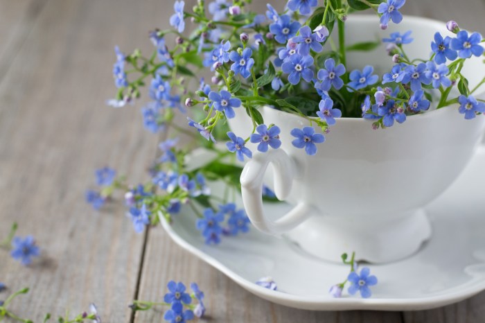 Forget-me-nots in a cup