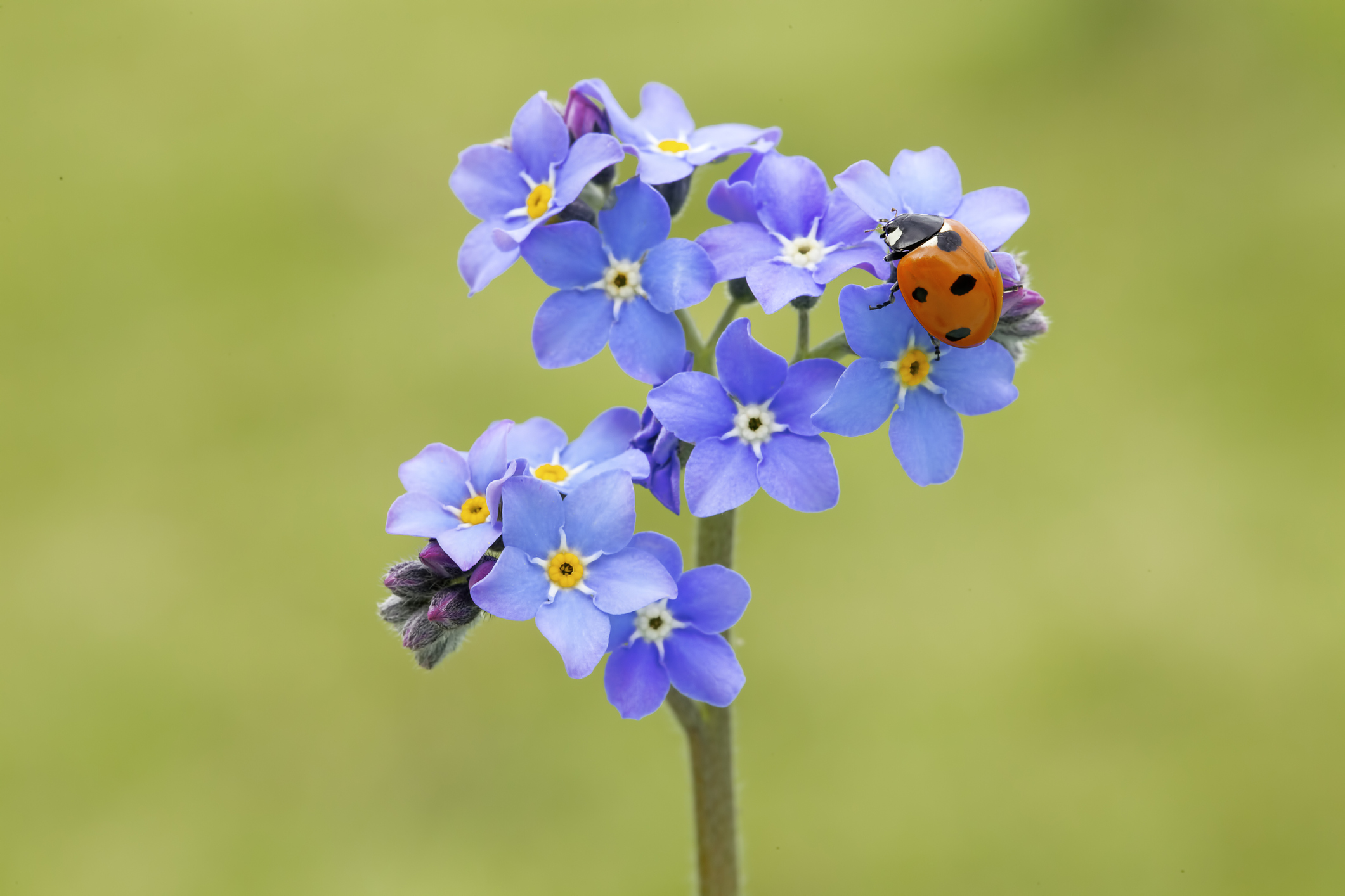 Ladybug on forget-me-not