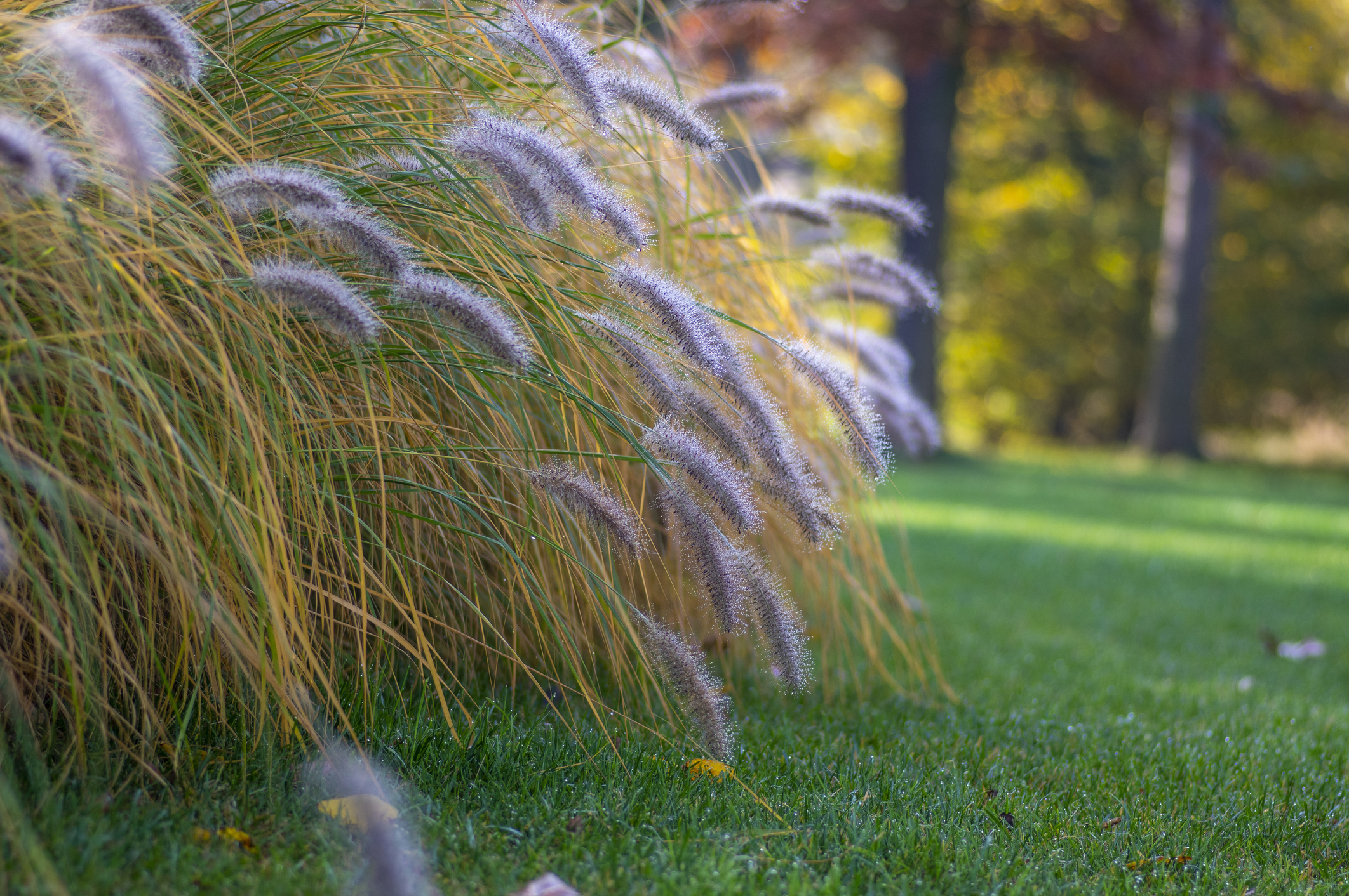 Ornamental Grass That Stays Small HappySprout