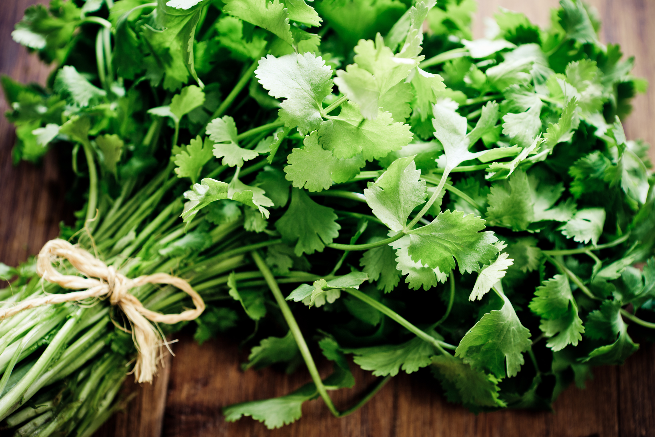 How to grow the super-divisive cilantro plant to brighten up your meals