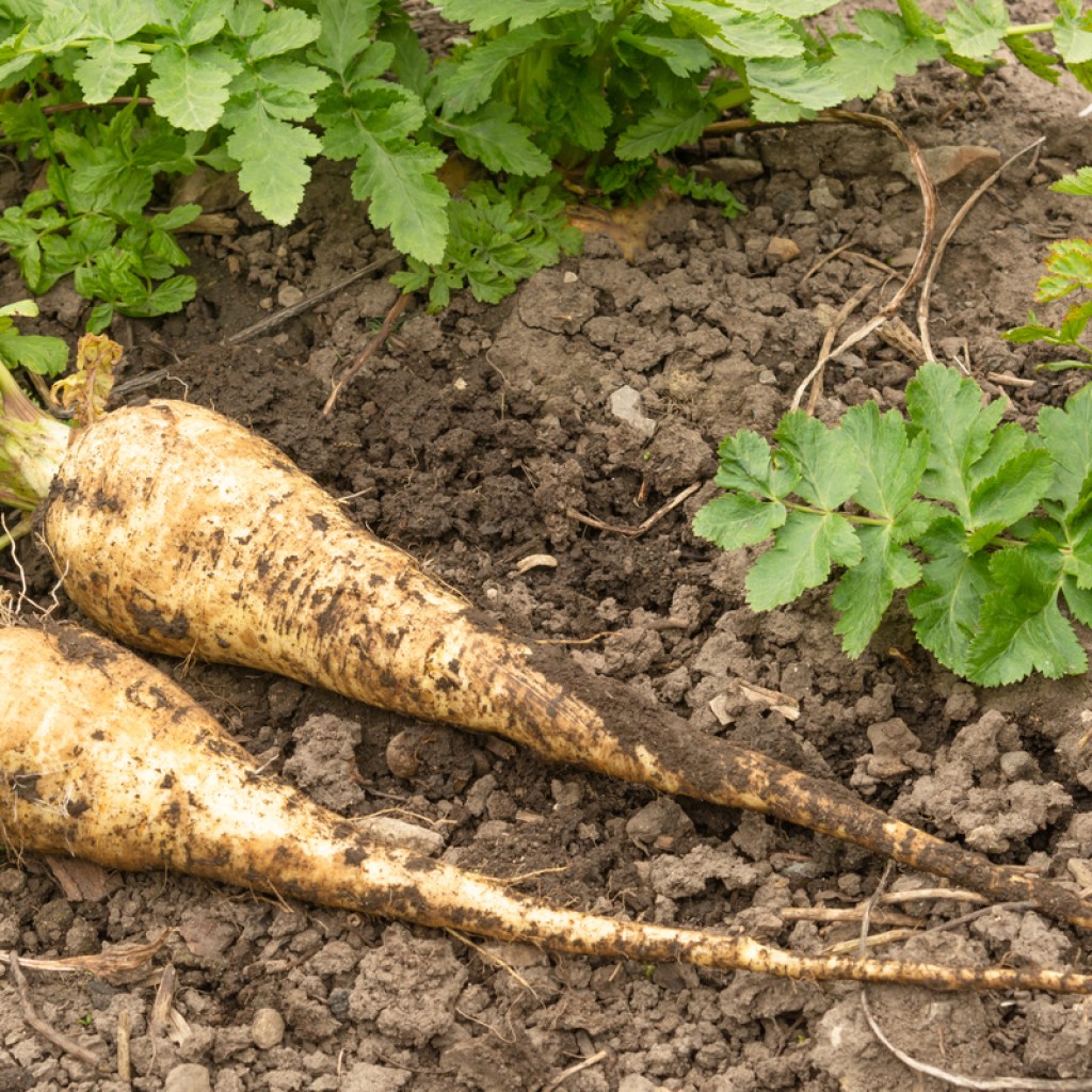 Two freshly harvested parsnips