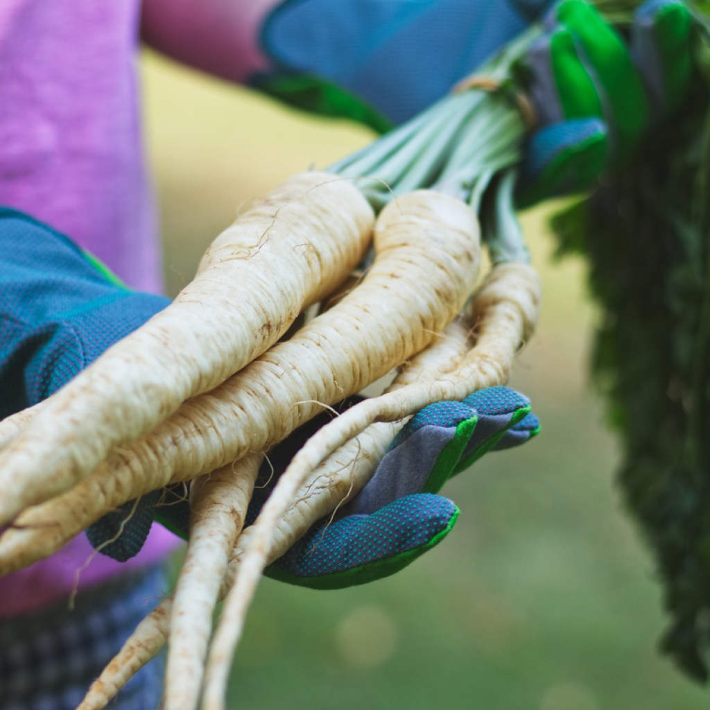 A person wearing blue gloves and holding several parsnips