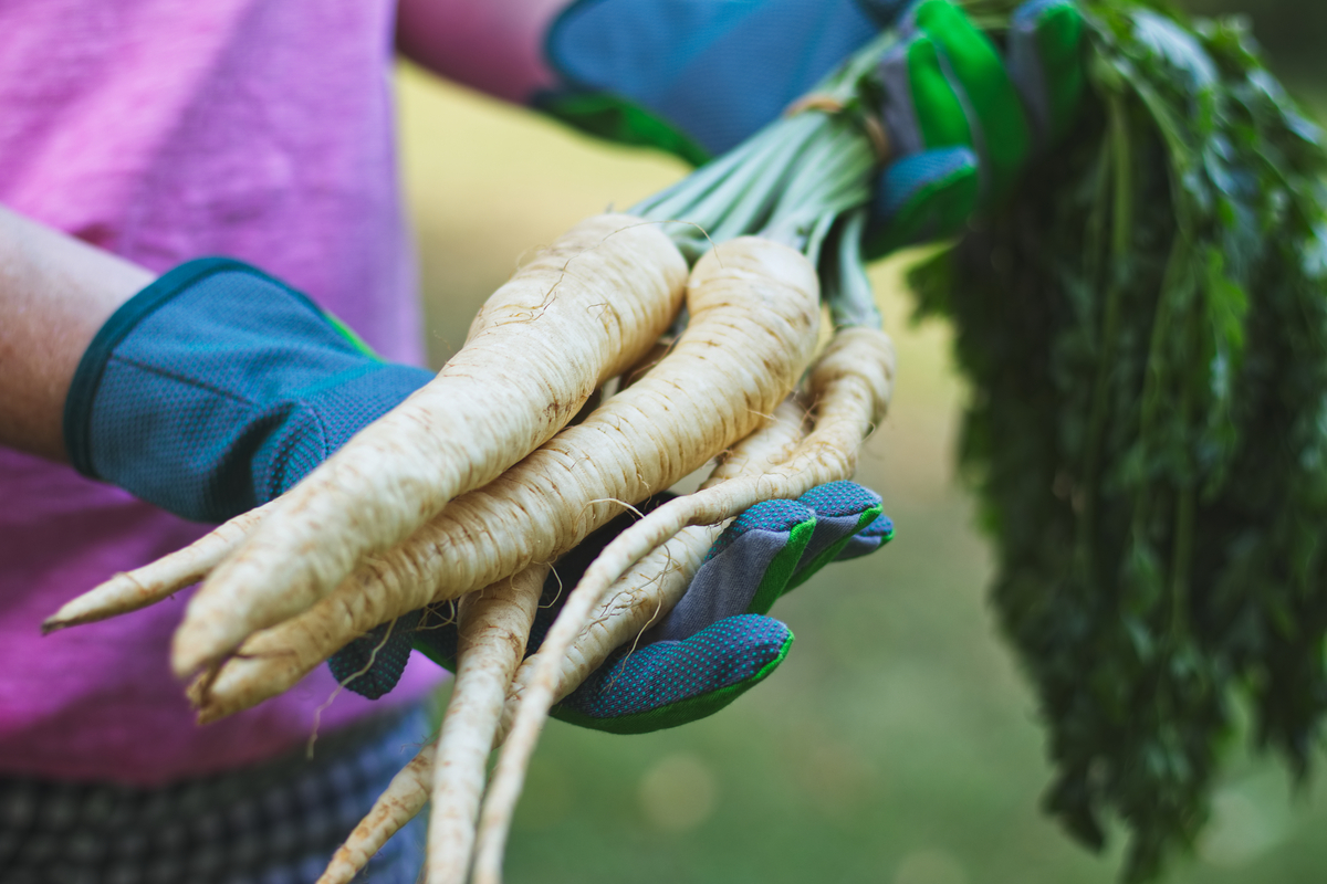 A person wearing blue gloves and holding several parsnips
