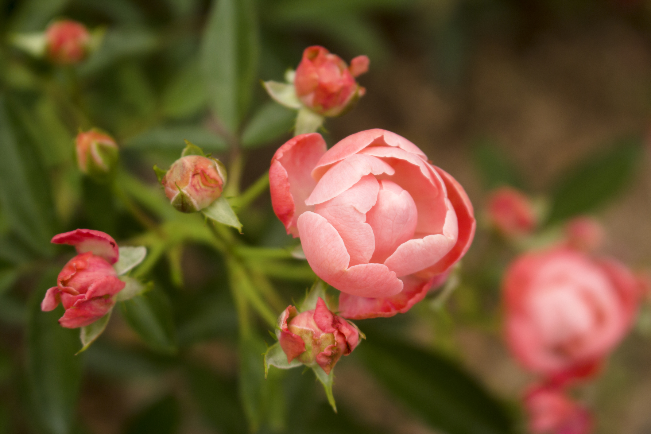  5 amazing companion plants for Knock Out roses (and 3 you should skip)