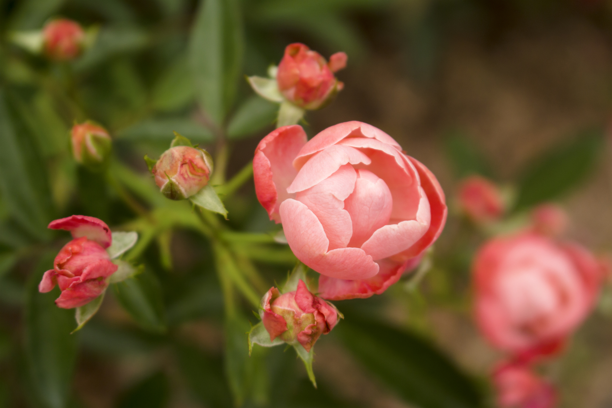 Image of Creeping thyme companion plant for knock out roses