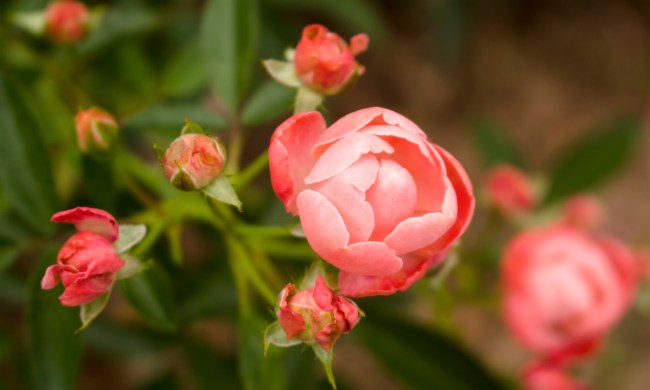 Coral Knock Out roses