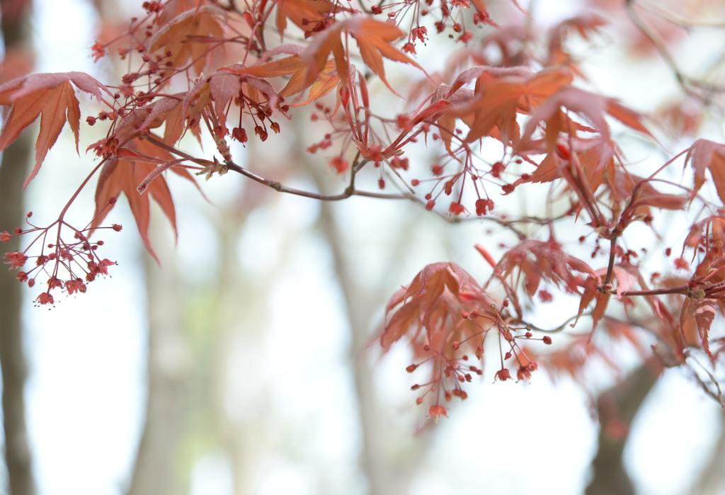 Japanese maple tree