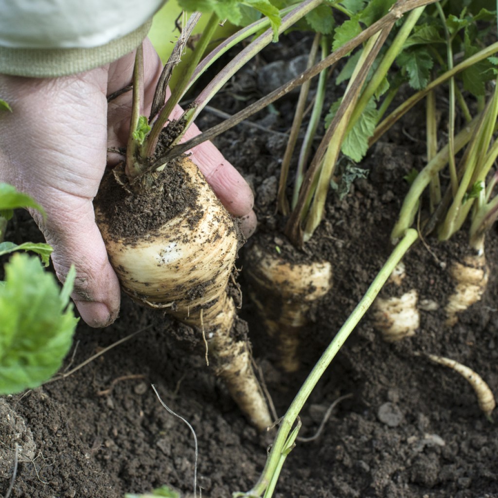 A person holding a parsnip. The end of the parsnip is still in the ground.