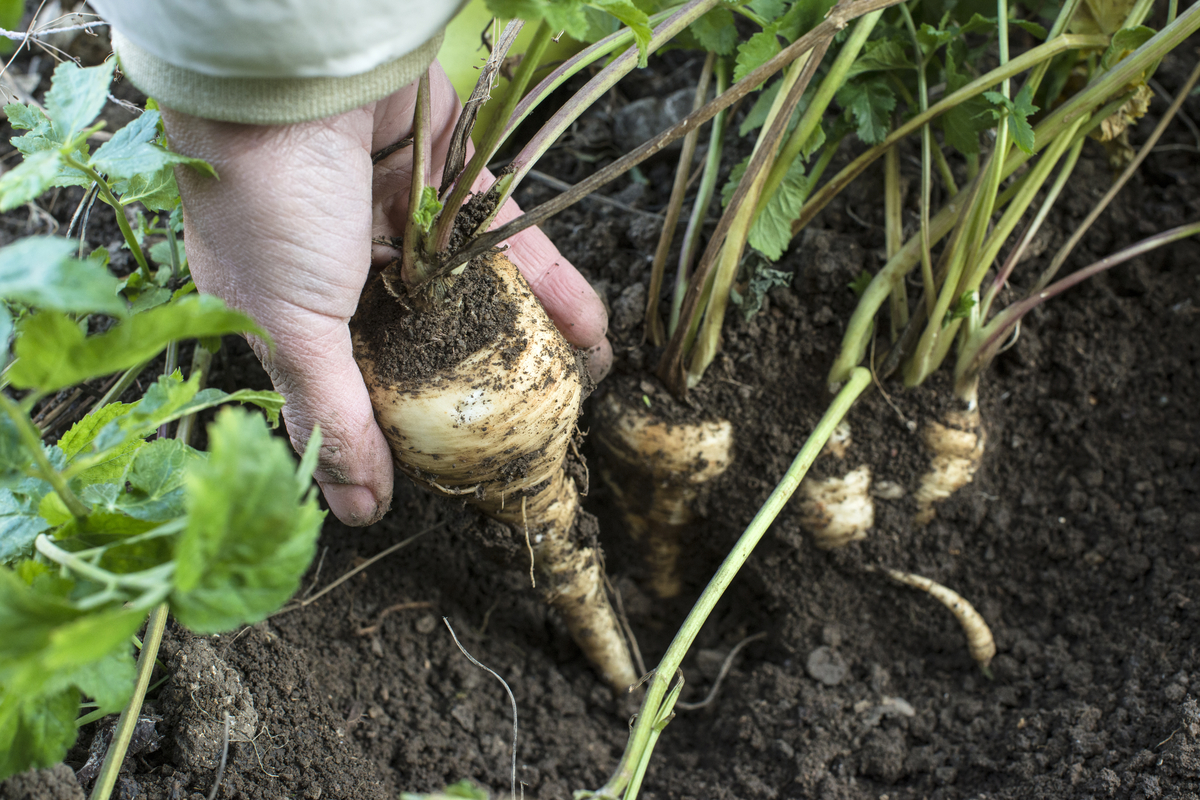 A person holding a parsnip