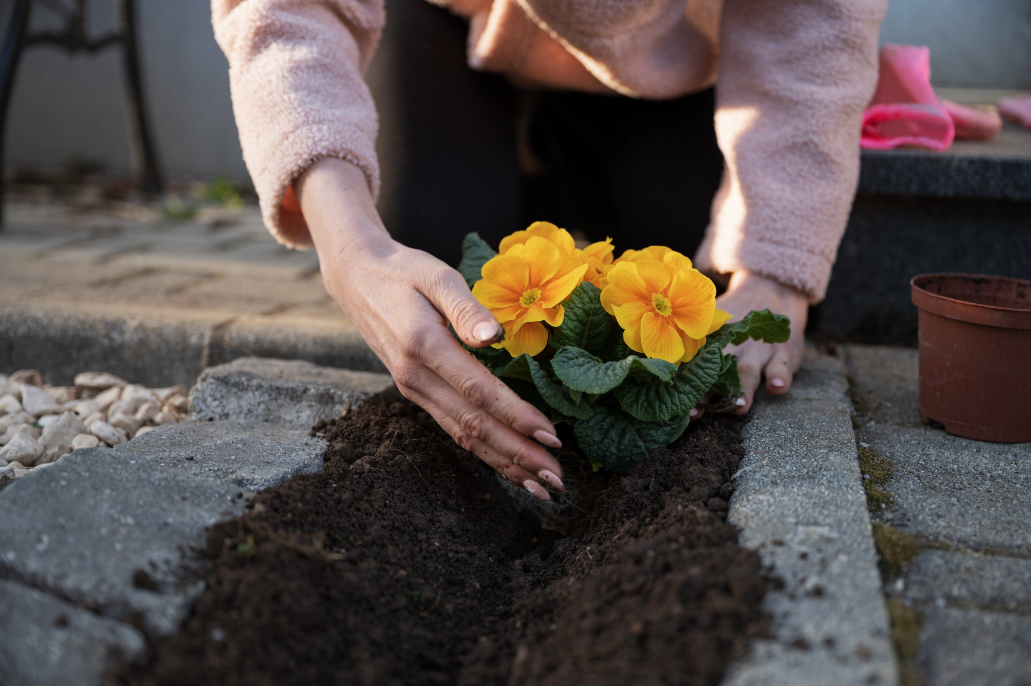 Person tending primroses