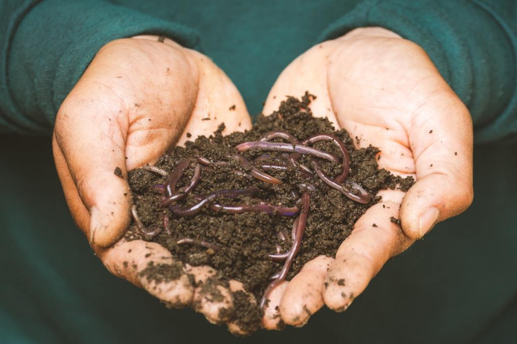 Worm compost