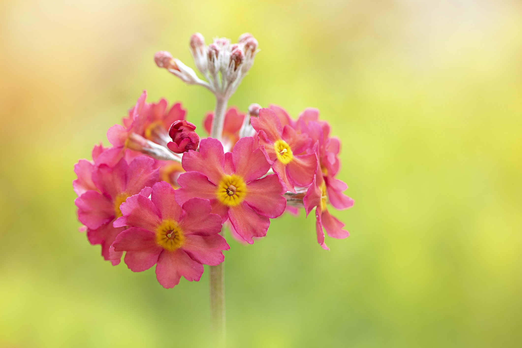 Pink primrose close-up