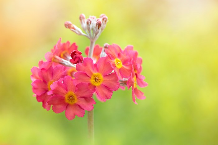 Close-up of a pink primrose