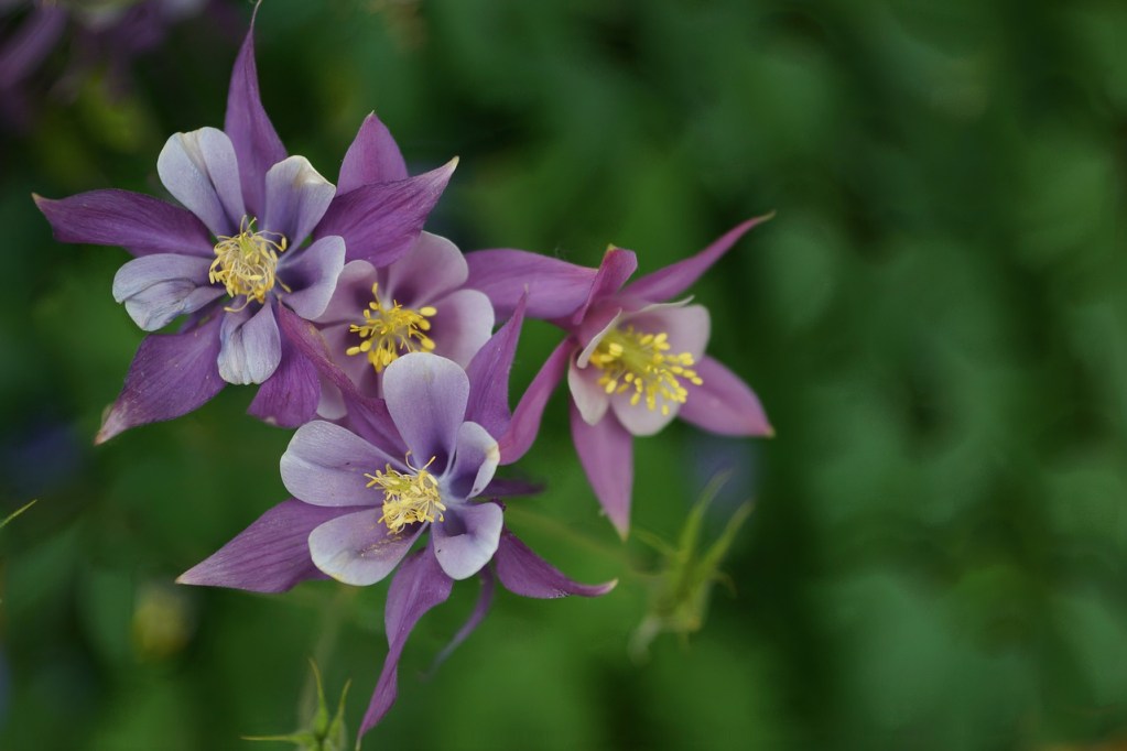 Purple and white columbine flowers